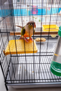 High quality bird rest stand platform perch with backside hooks for cage birds