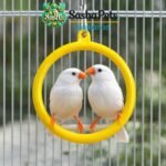 Birds swing round - Image 6