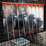 pigeon trap stick - Image 2