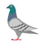 Pigeon Accessories